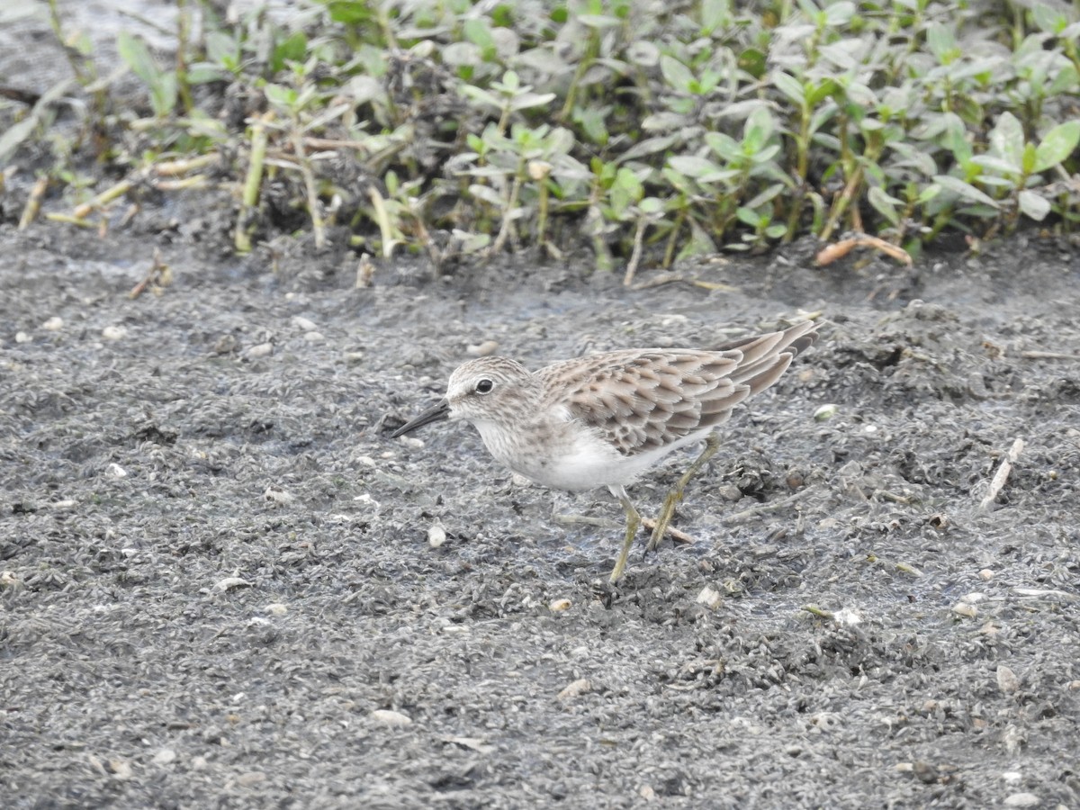 アメリカヒバリシギ - ML644439944