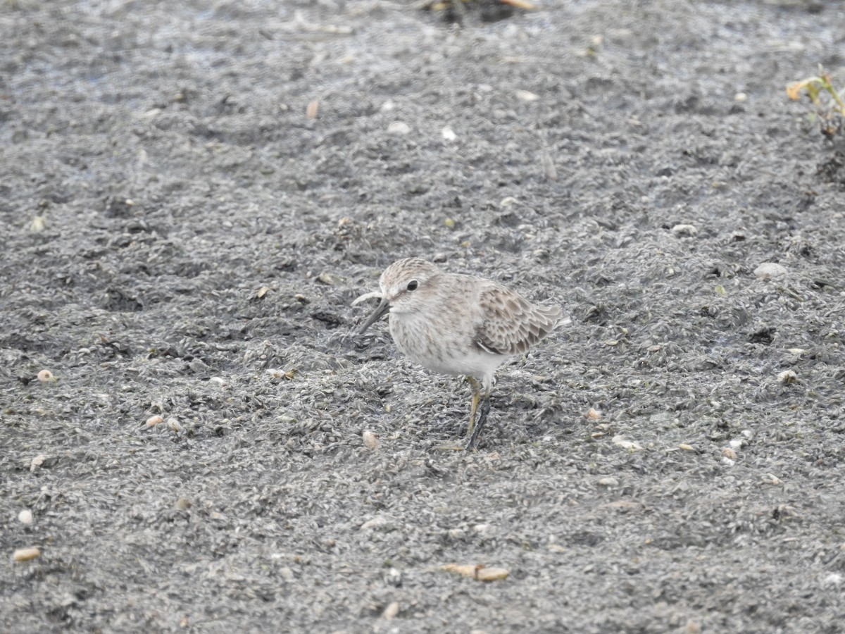 アメリカヒバリシギ - ML644439945