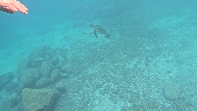 Animals - ML644439950