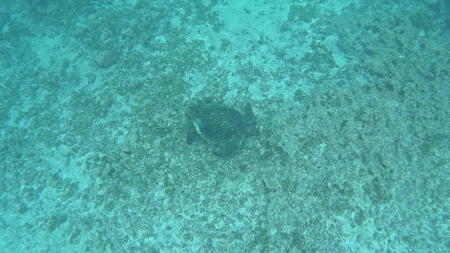 Animals - ML644439954