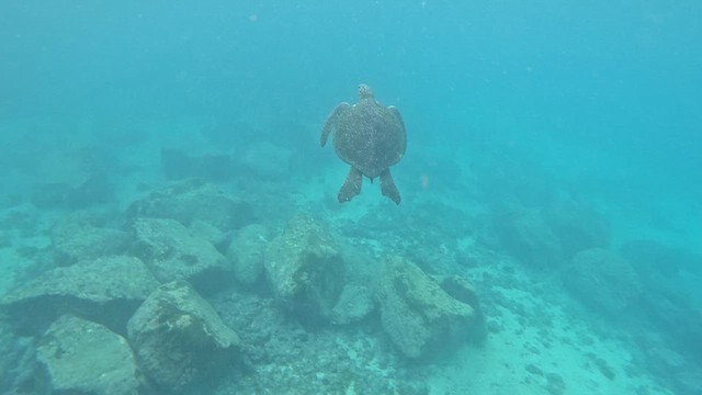 Animals - ML644439965