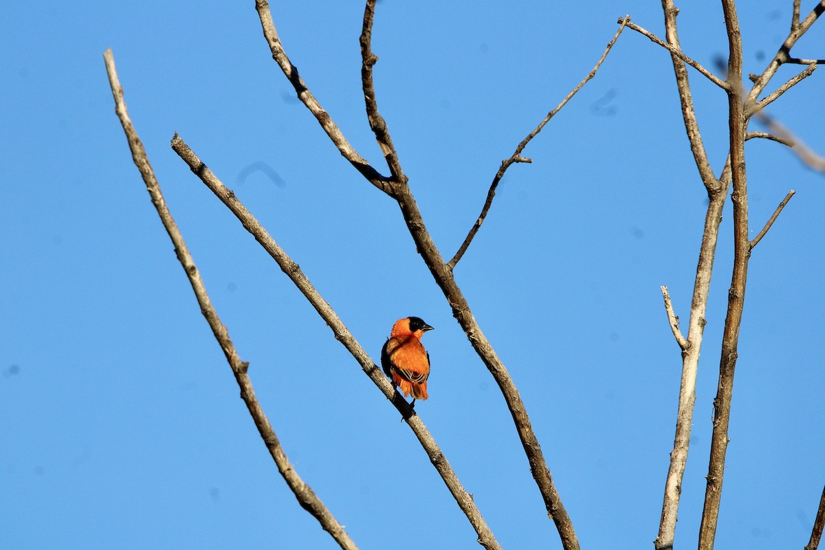 Northern Red Bishop - ML644439968