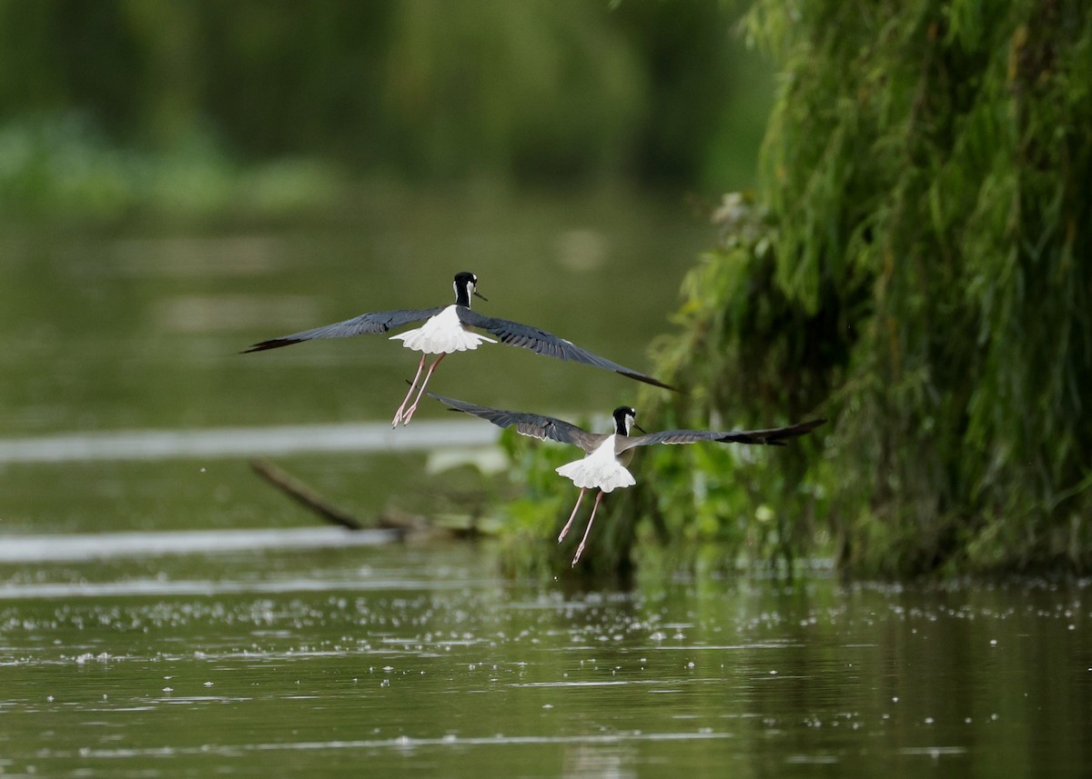 Black-necked Stilt - ML644439969