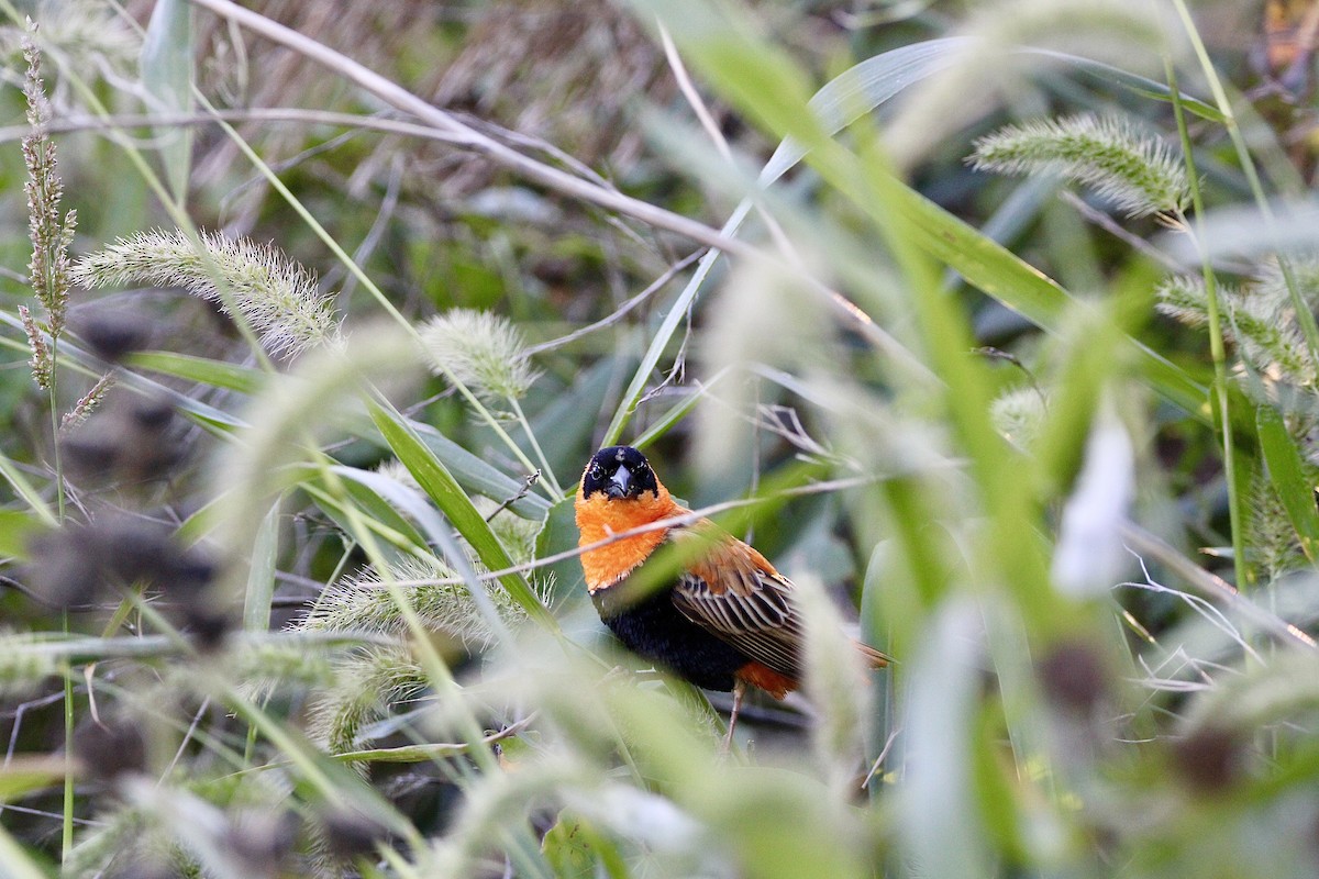Northern Red Bishop - ML644439970