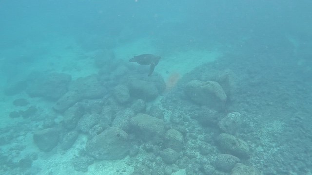 Animals - ML644439971