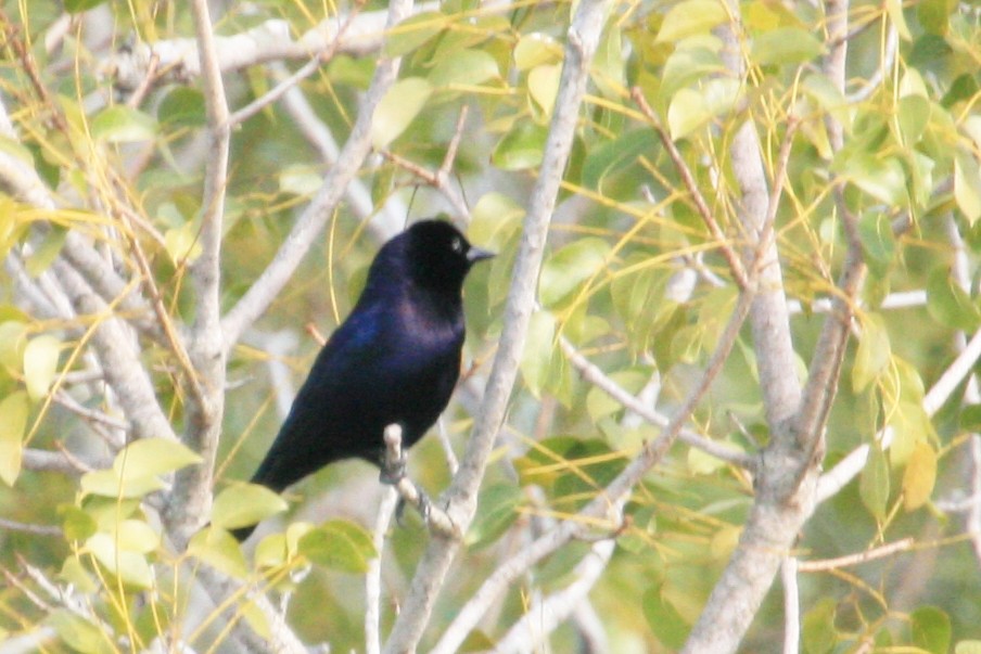 Shiny Cowbird - ML644439973