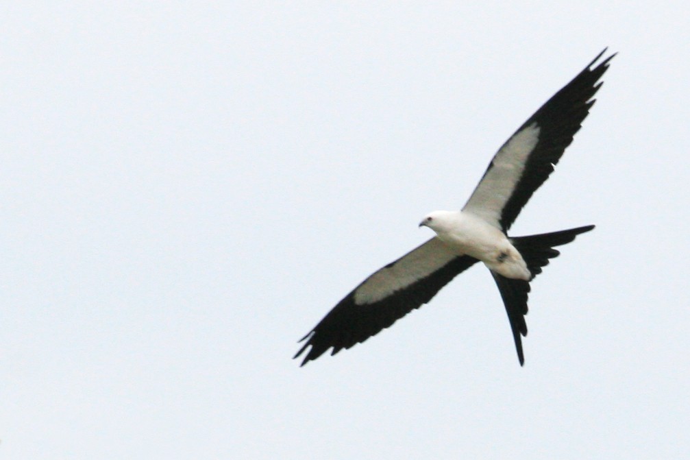 Swallow-tailed Kite - ML644439975