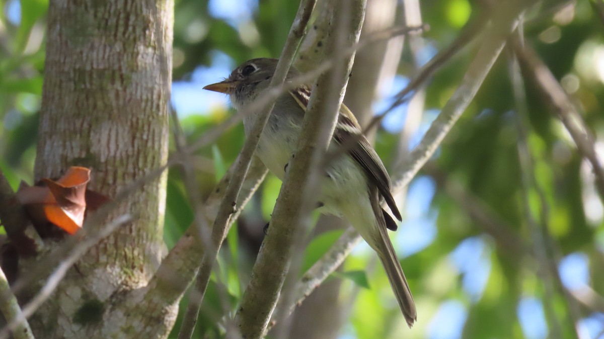 Least Flycatcher - ML644439981