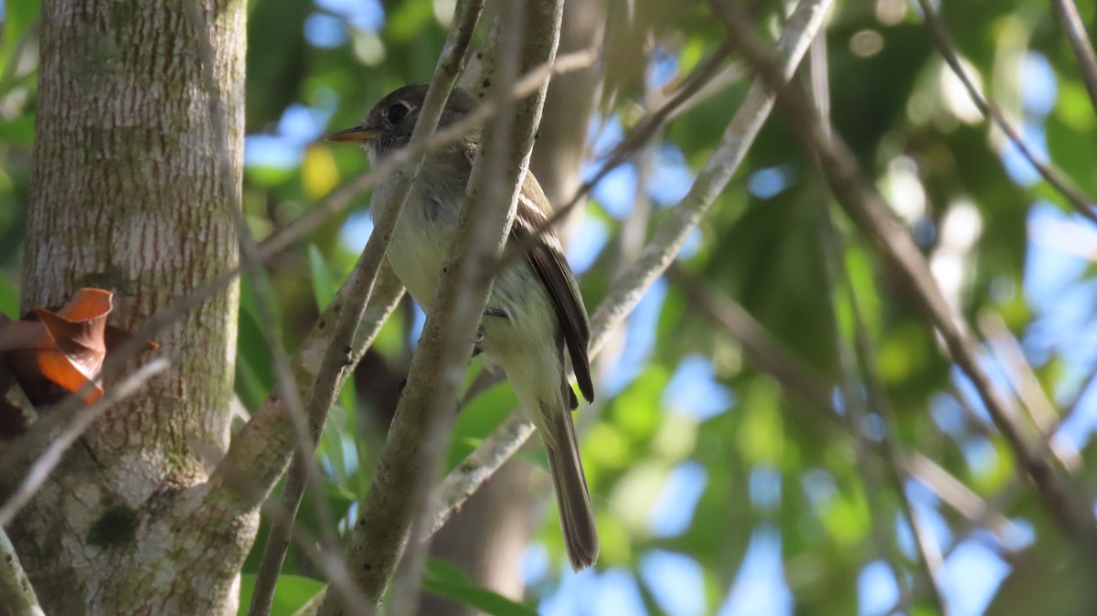 Least Flycatcher - ML644439982