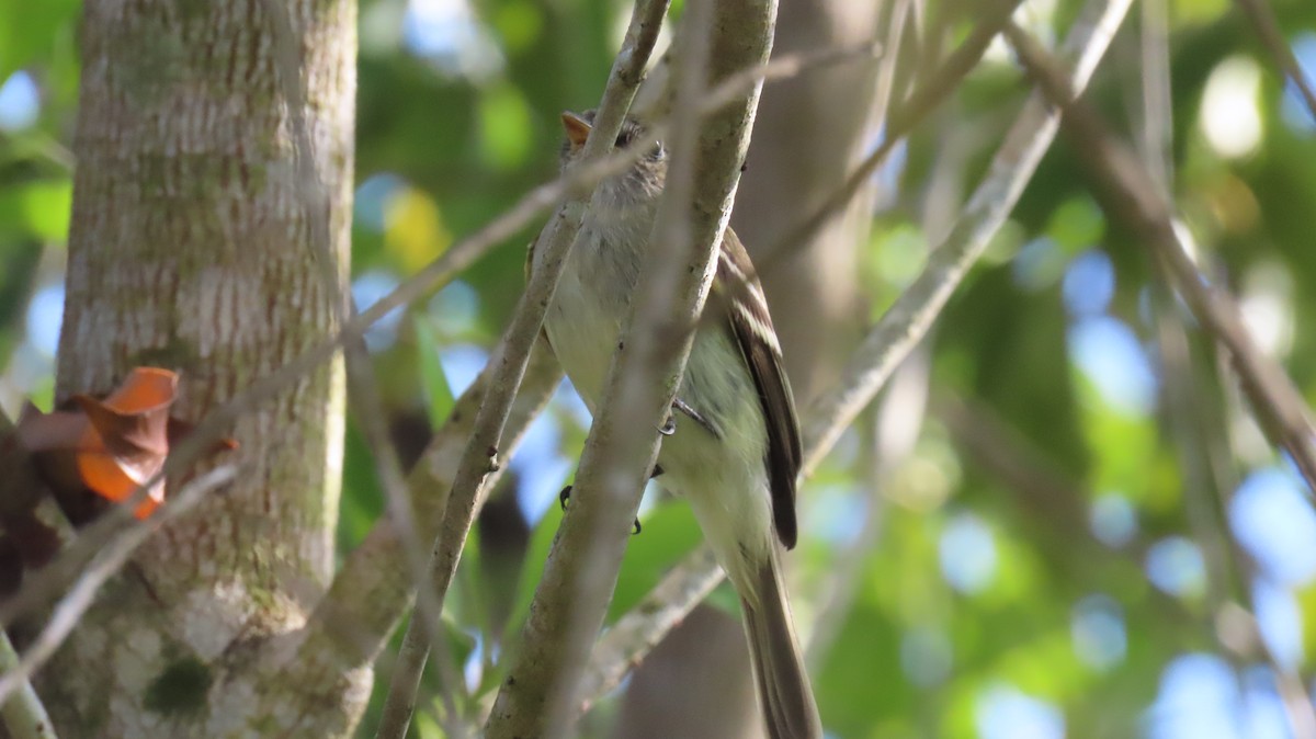 Least Flycatcher - ML644439983