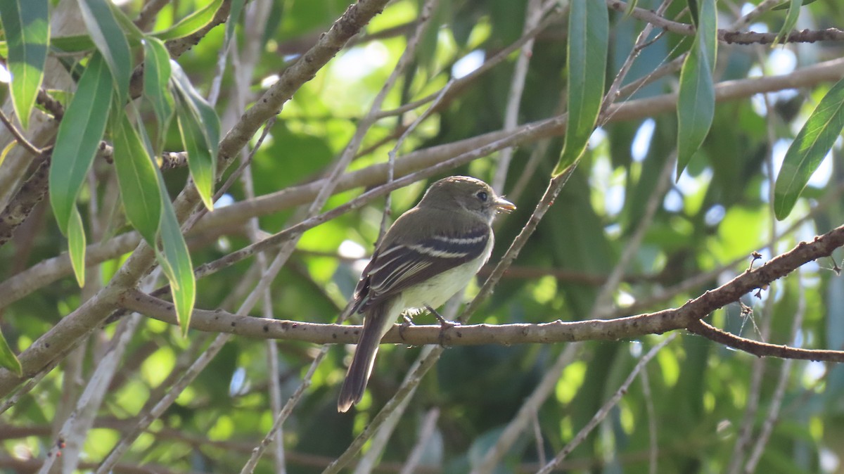 Least Flycatcher - ML644439984