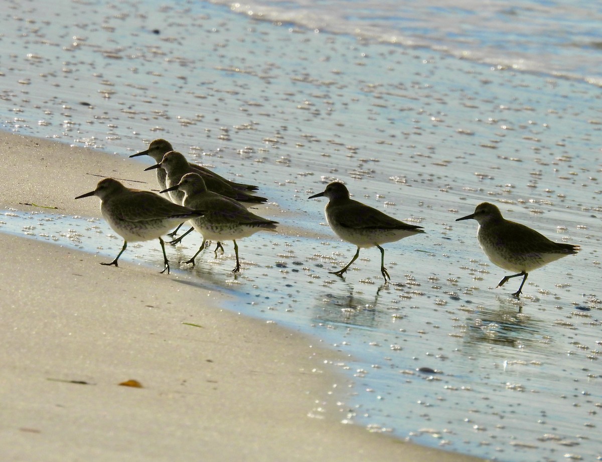 Bécasseau maubèche - ML644439986