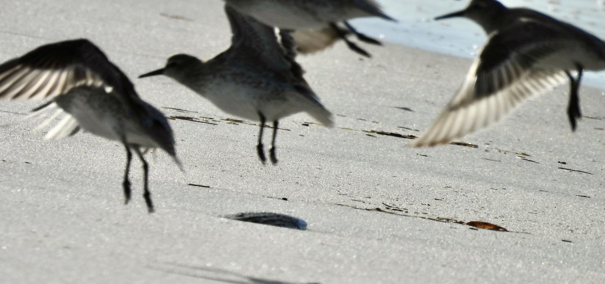 Bécasseau maubèche - ML644439987