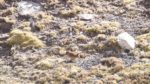 Cordilleran Canastero - ML644439991