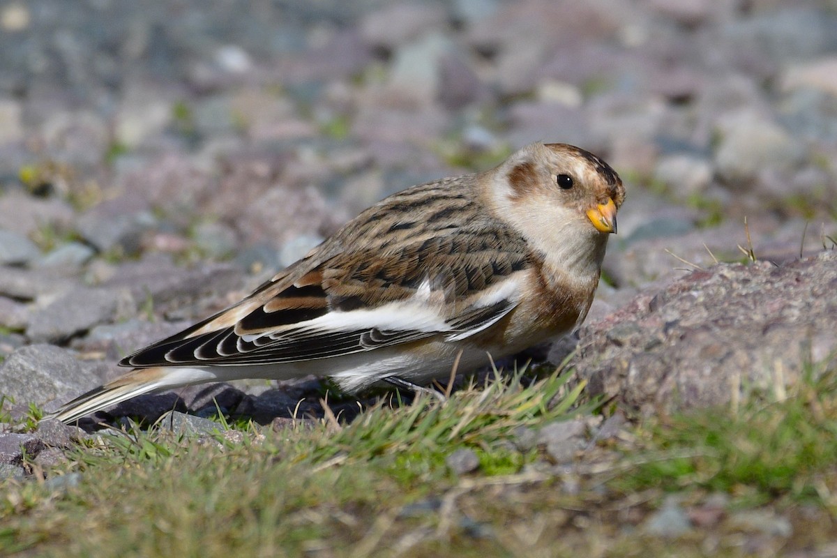 Elur-berdantza - ML644439994