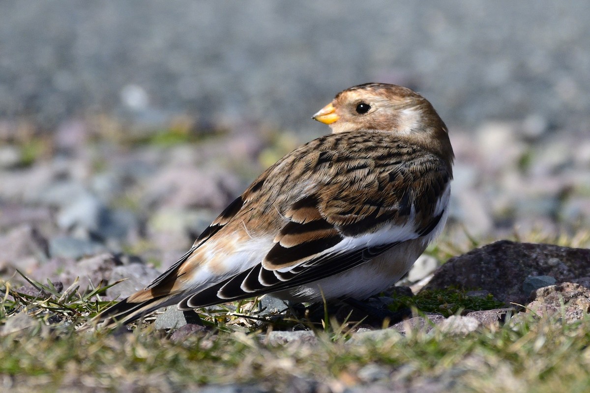 Elur-berdantza - ML644439995