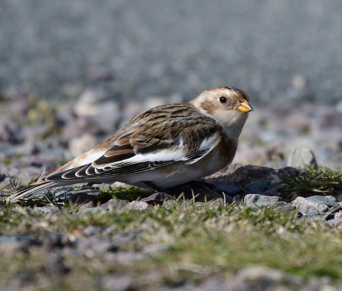 Elur-berdantza - ML644439996