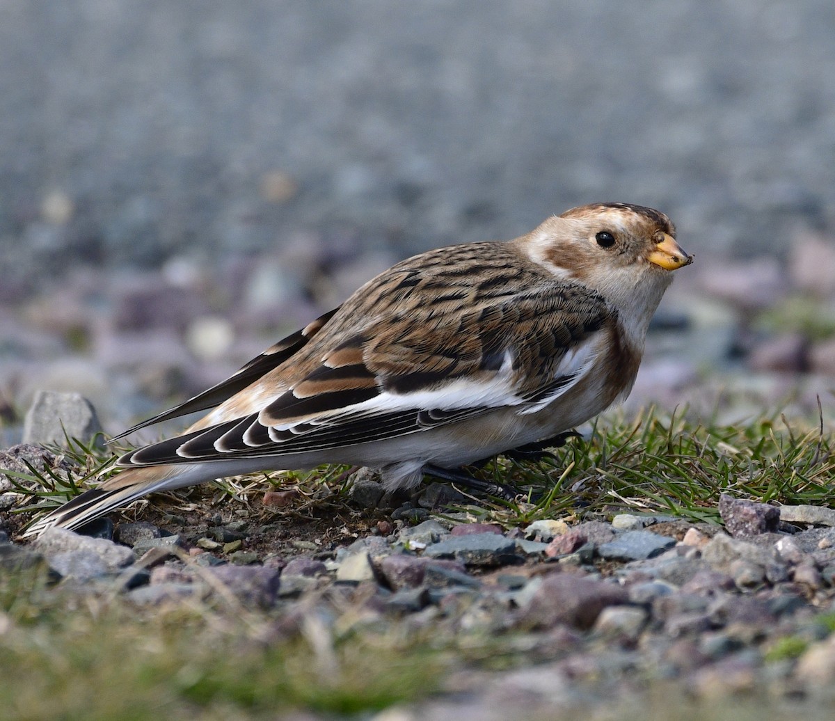 Elur-berdantza - ML644439997