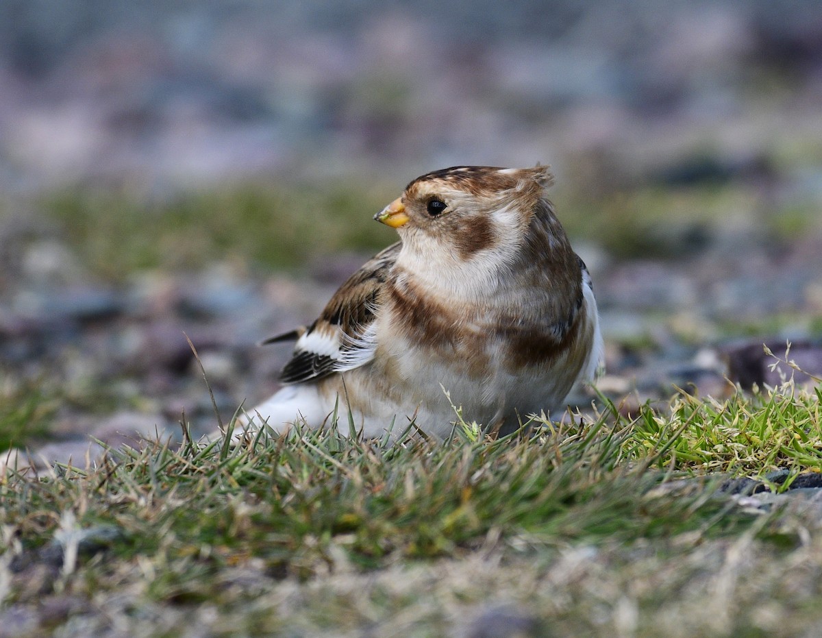 Elur-berdantza - ML644439998