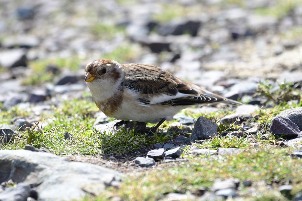 Elur-berdantza - ML644439999