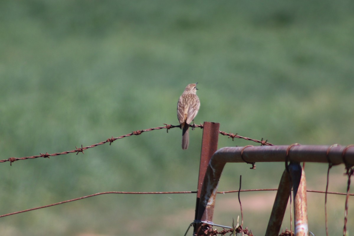 Rufous Songlark - ML644440012