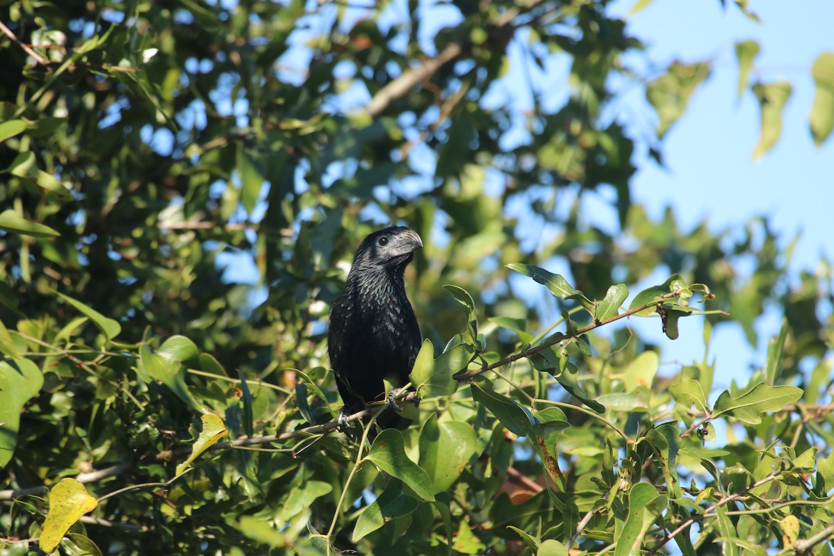 Groove-billed Ani - ML644440016