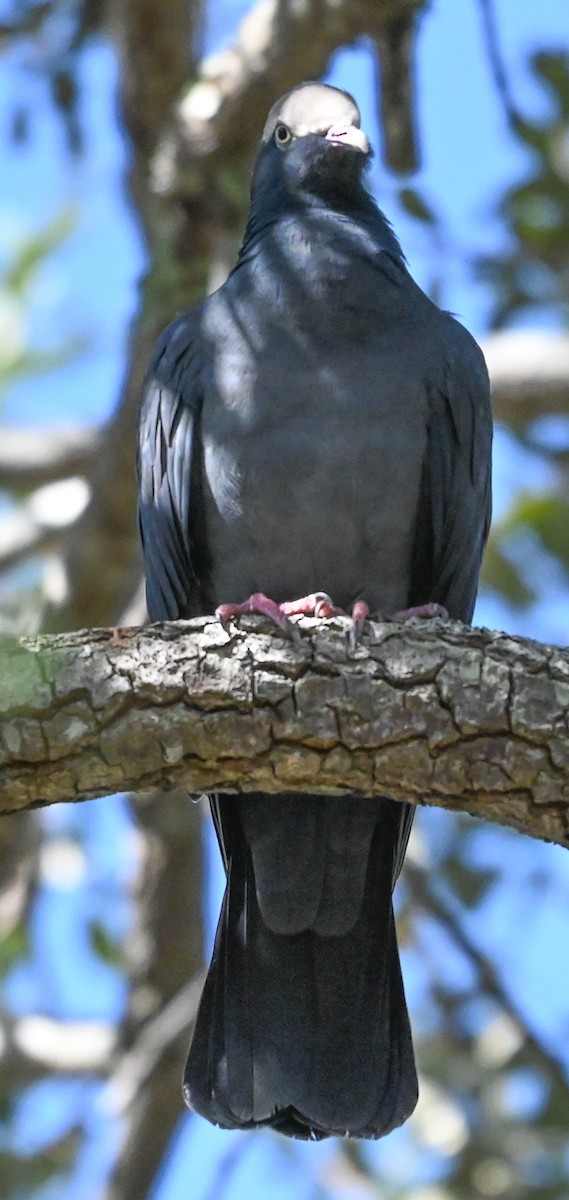 White-crowned Pigeon - ML644440041
