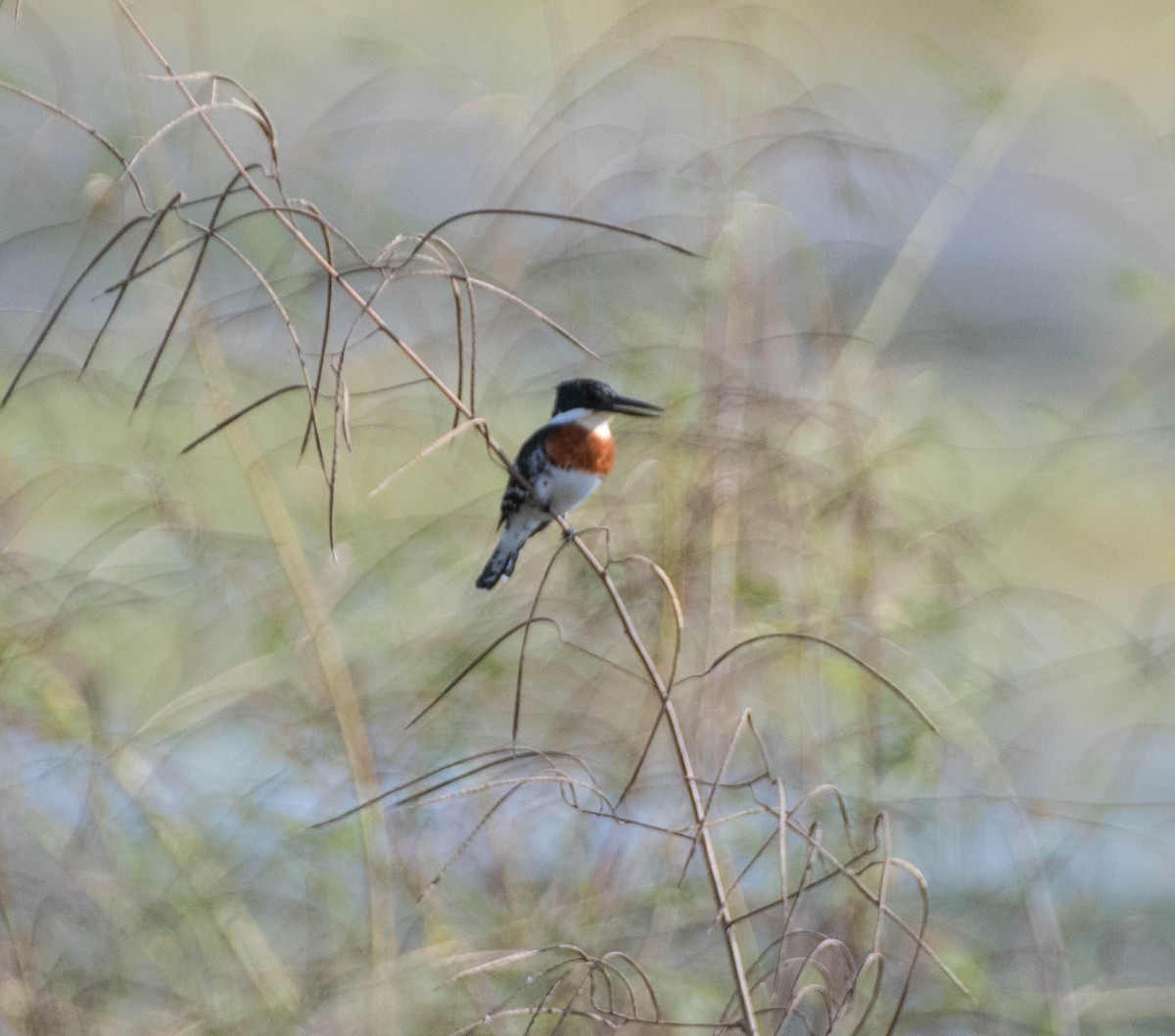 Green Kingfisher - ML644440054