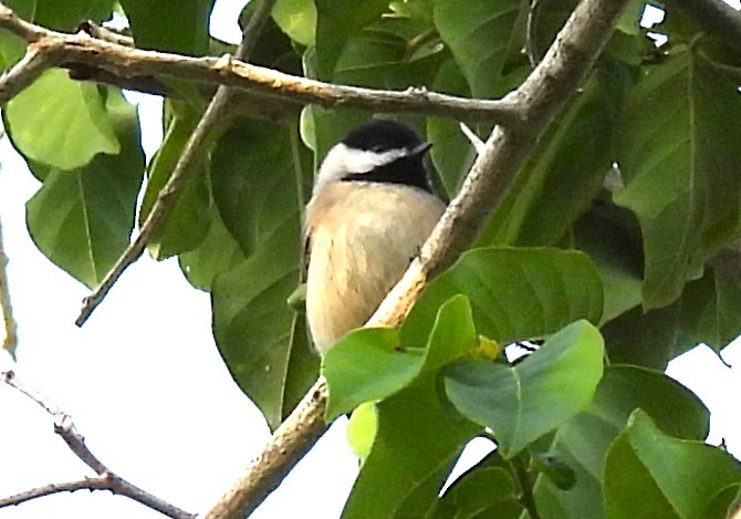 Carolina Chickadee - ML644440060