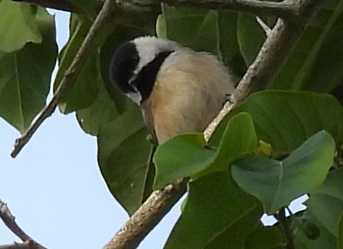 Carolina Chickadee - ML644440069