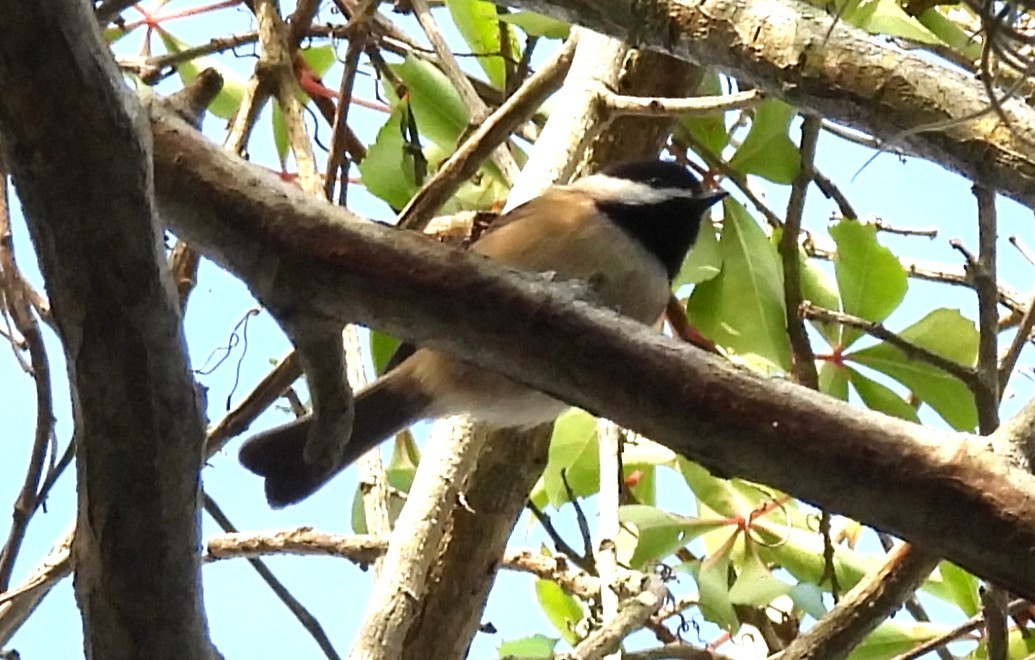 Carolina Chickadee - ML644440072