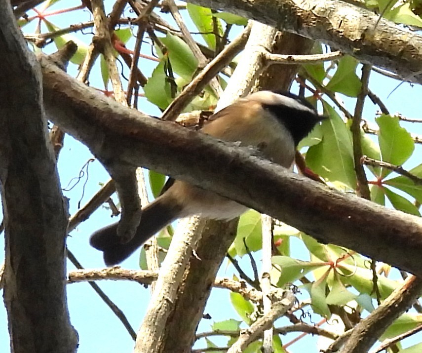 Carolina Chickadee - ML644440074