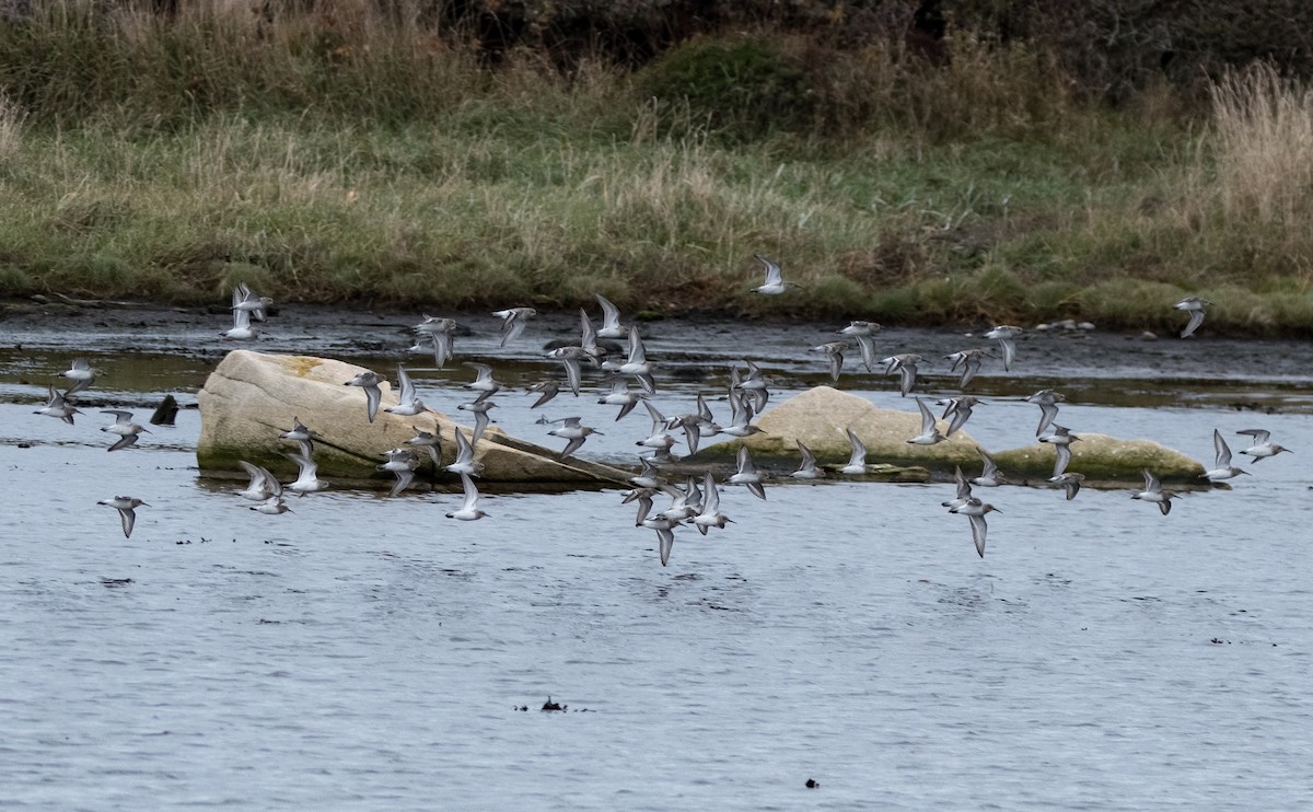 myrsnipe - ML644440089