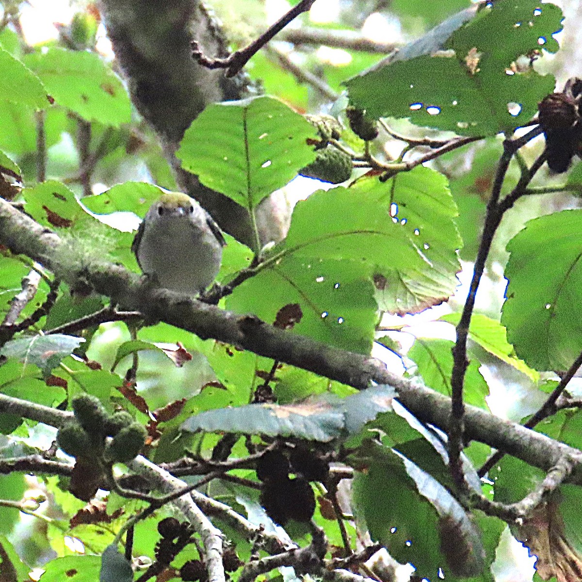 Paruline à flancs marron - ML644440092