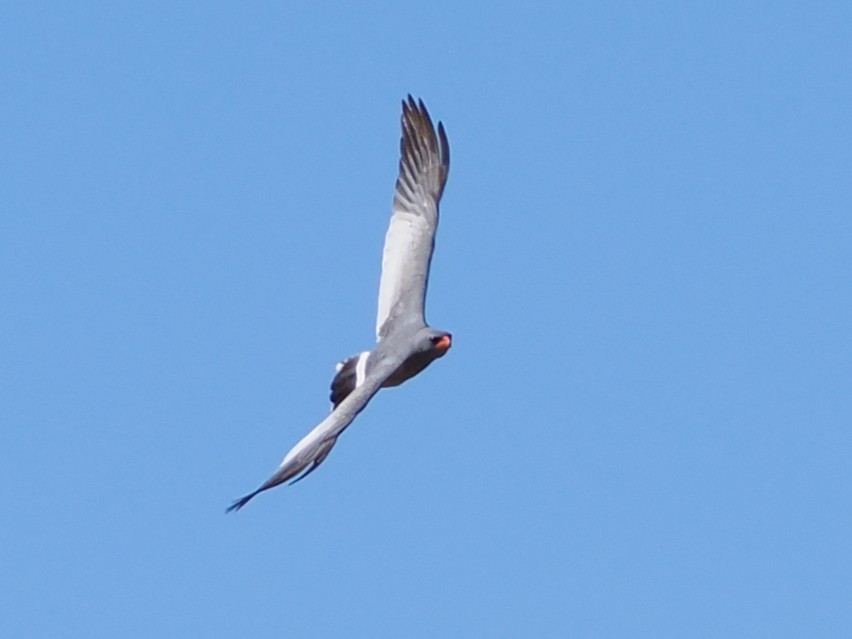 コシジロウタオオタカ - ML644440094