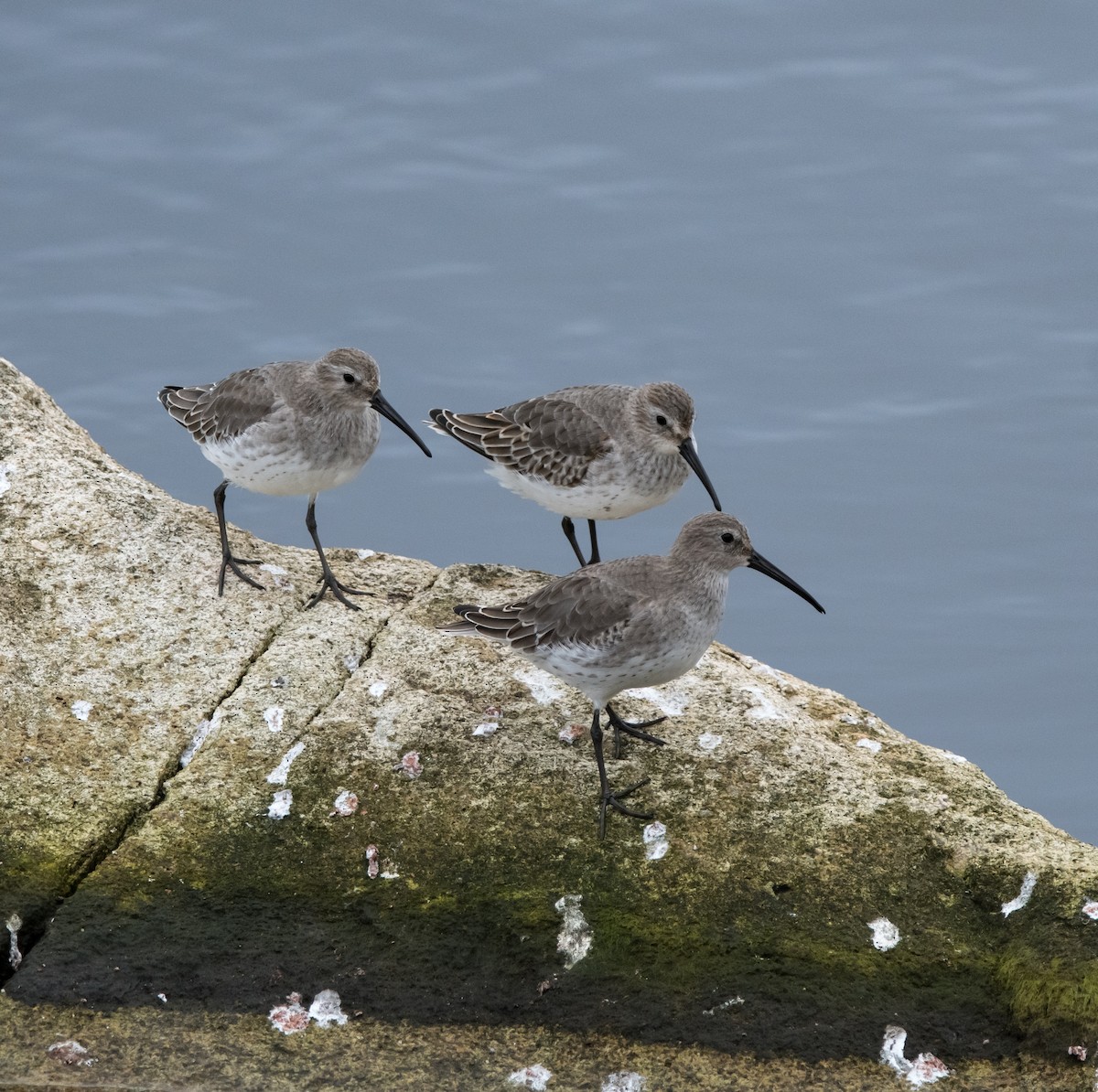 myrsnipe - ML644440101