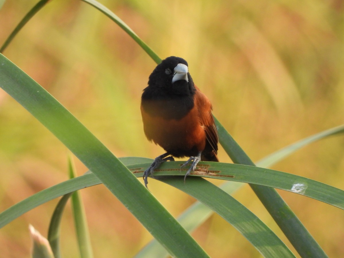 Chestnut Munia - ML644440108