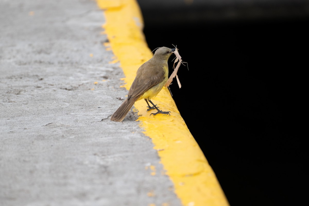 Cattle Tyrant - ML644440116