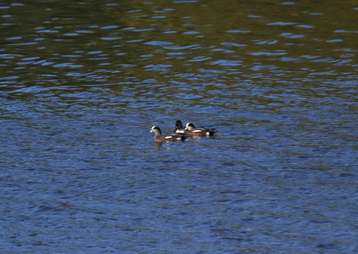 American Wigeon - ML644440128