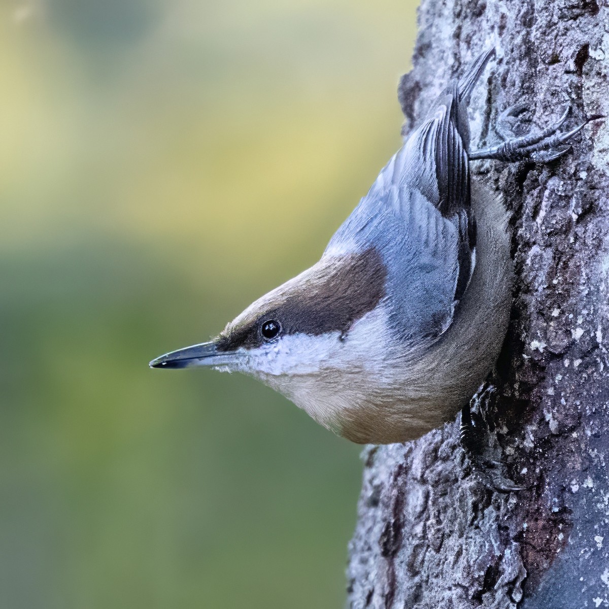 brhlík hnědohlavý - ML644440154