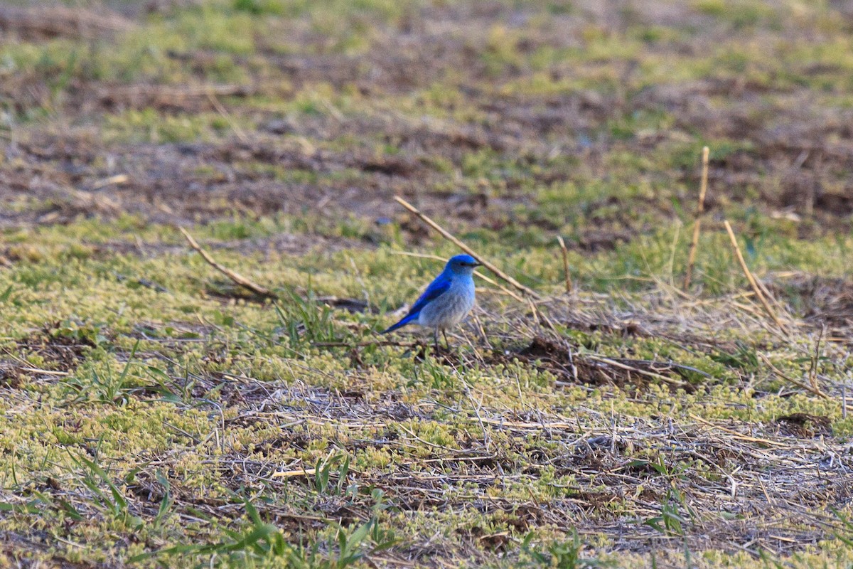 Merlebleu azuré - ML644440159