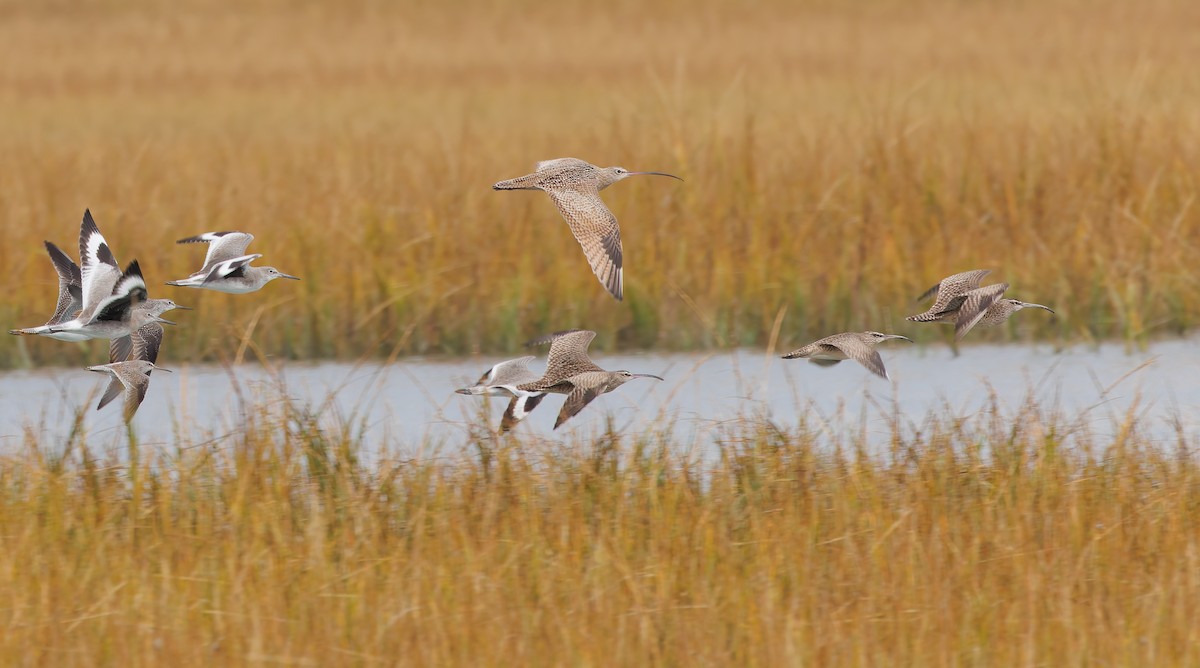 koliha americká - ML644440202