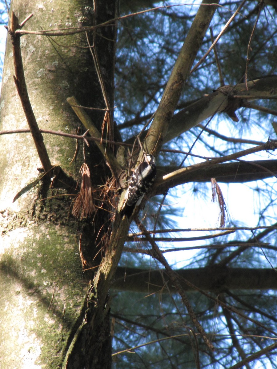 Дятел пухнастий - ML644440210