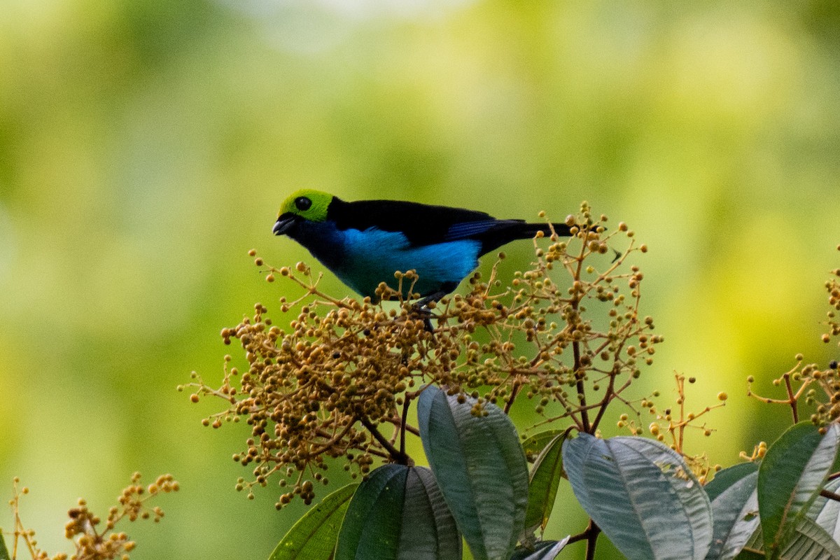 Paradise Tanager - ML644440211