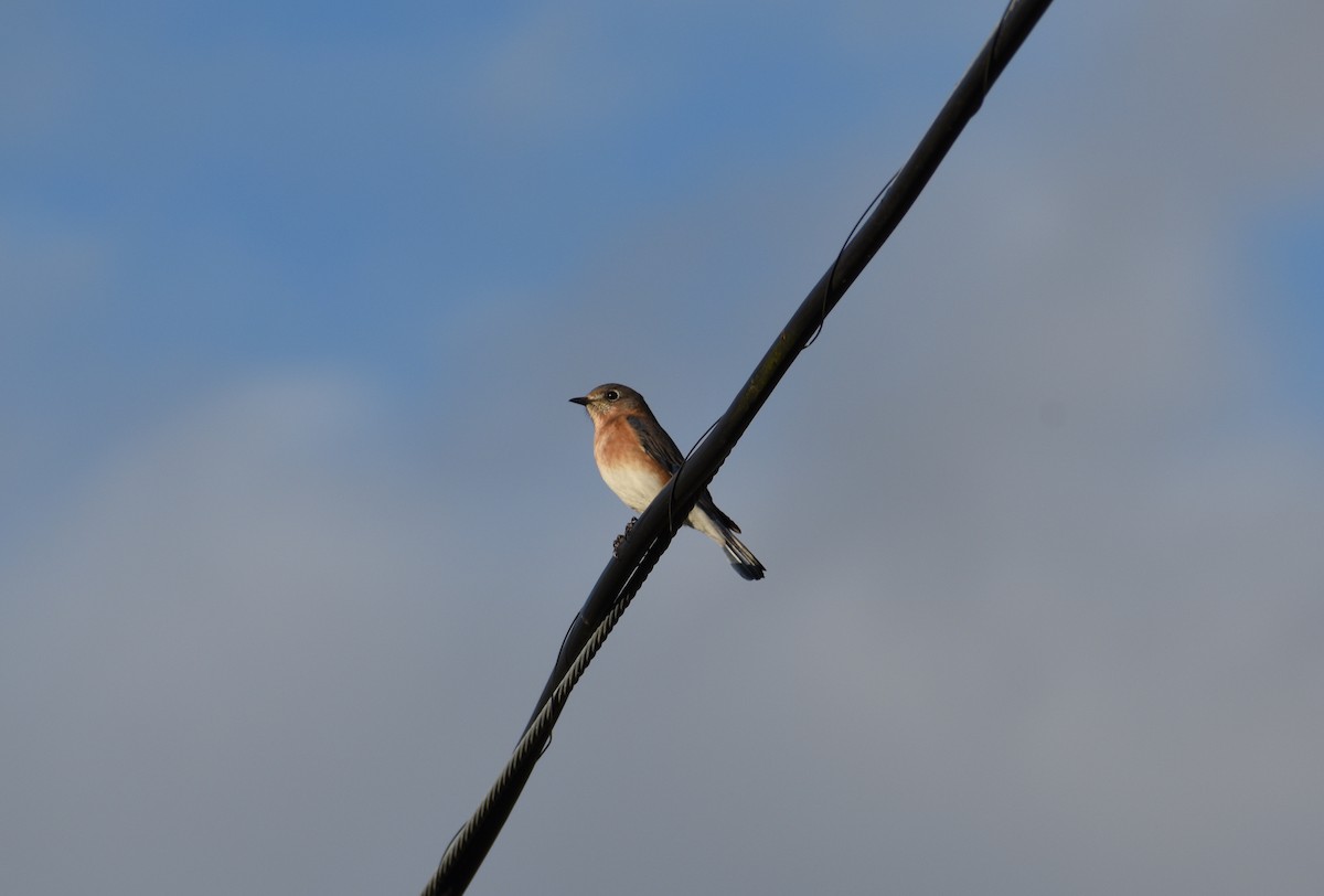Eastern Bluebird - ML644440213
