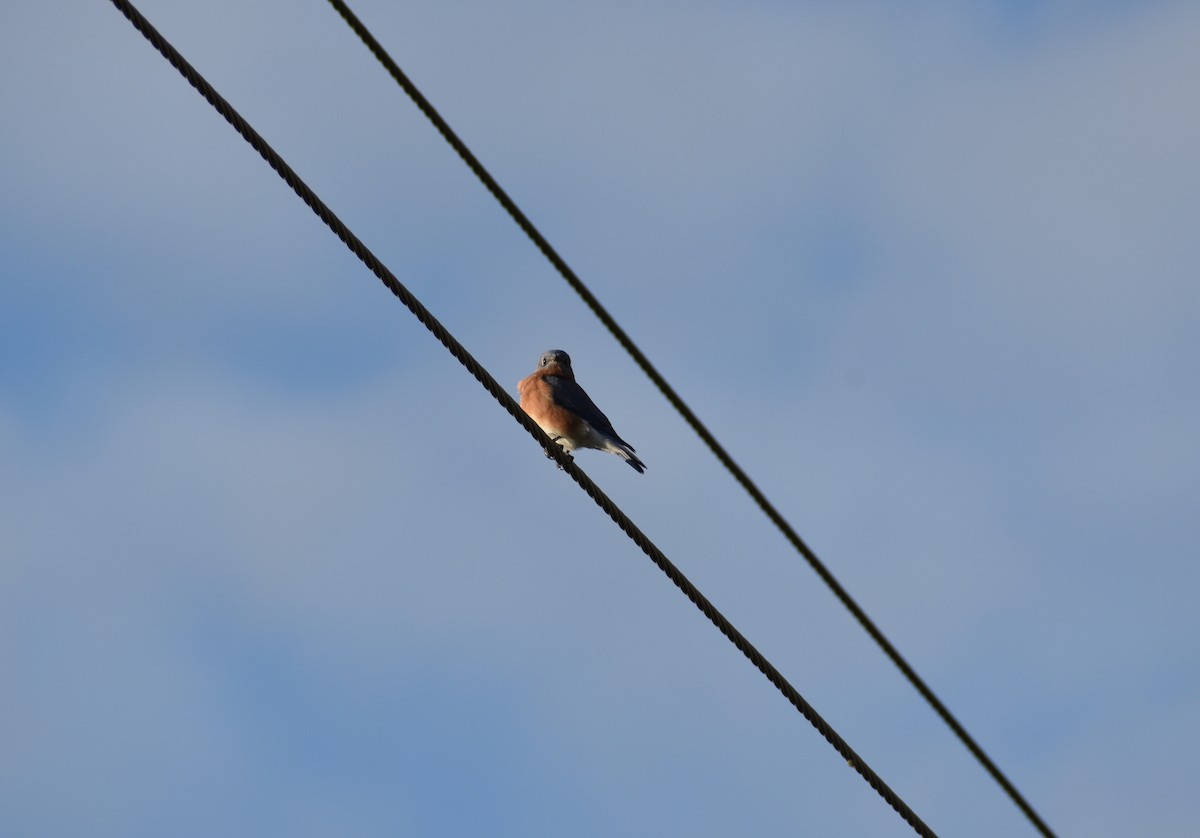 Eastern Bluebird - ML644440214