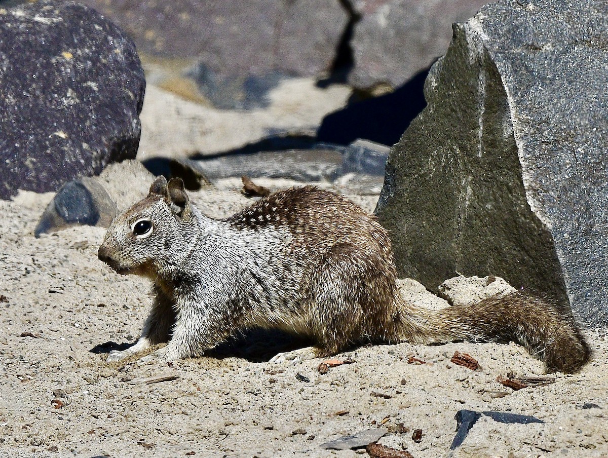 Westliches Grauhörnchen - ML644440218
