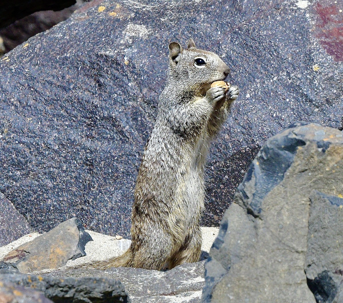 Westliches Grauhörnchen - ML644440219