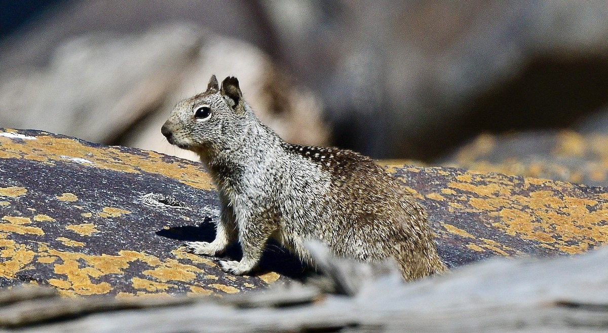 Westliches Grauhörnchen - ML644440223
