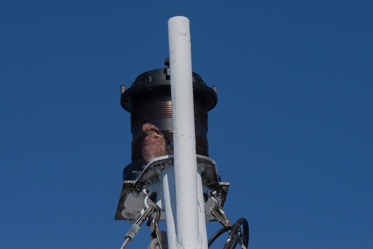 Purple Finch (Eastern) - ML644440236